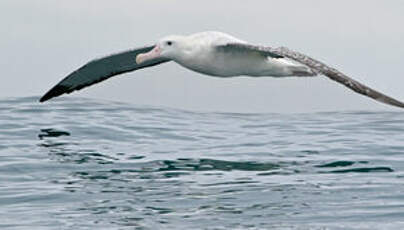 Albatros des Antipodes