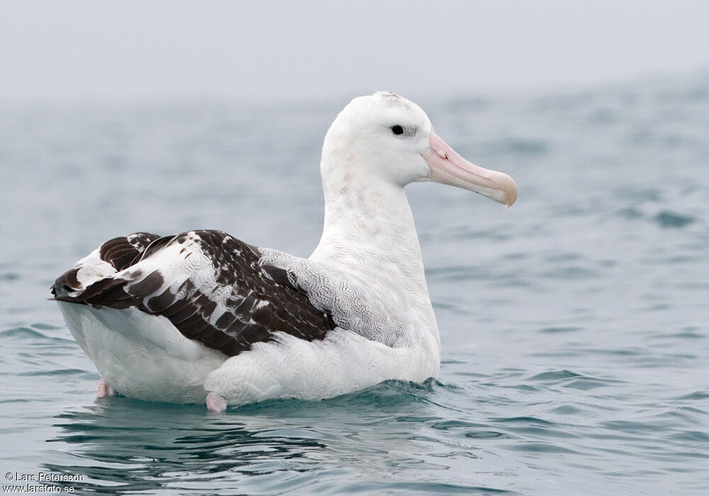 Albatros des Antipodes