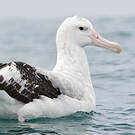 Albatros des Antipodes