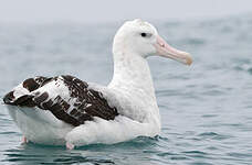 Albatros des Antipodes