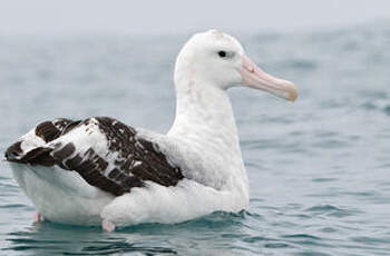 Albatros des Antipodes