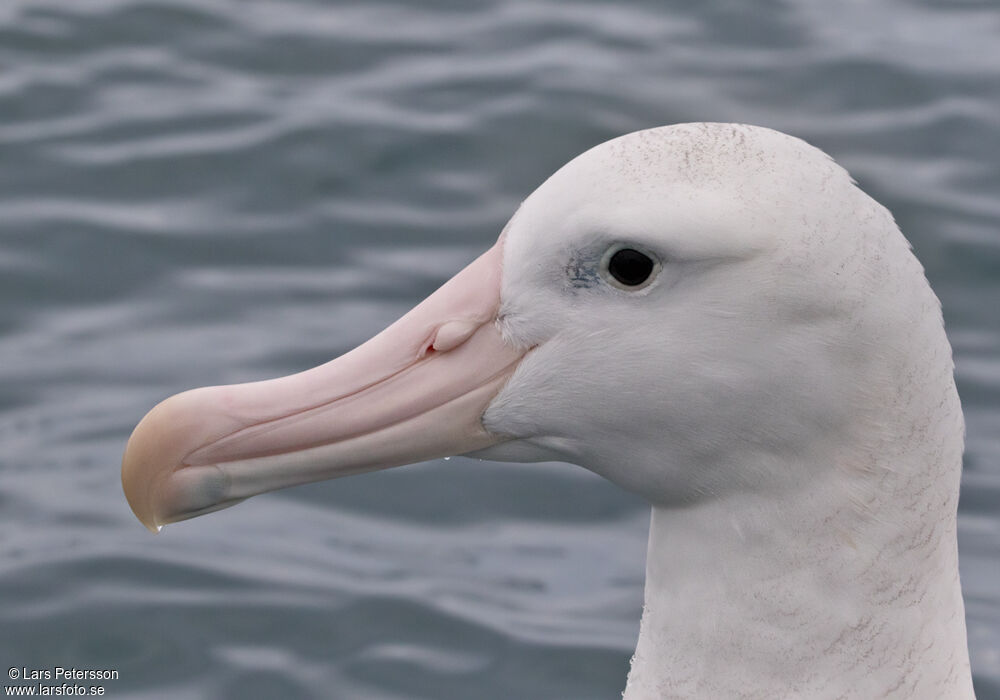 Antipodean Albatross