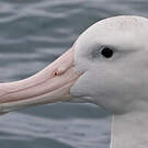 Albatros des Antipodes