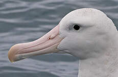 Albatros des Antipodes