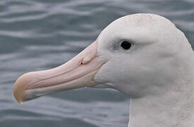 Antipodean Albatross