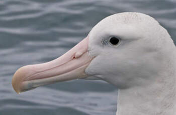 Albatros des Antipodes