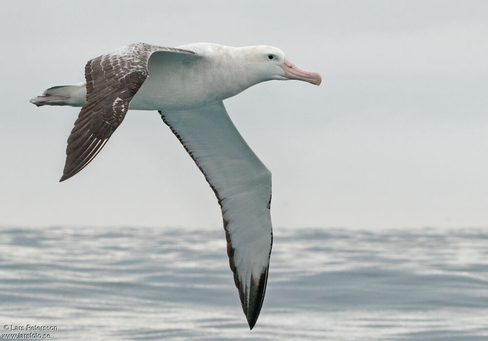 Albatros des Antipodes