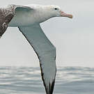 Albatros des Antipodes