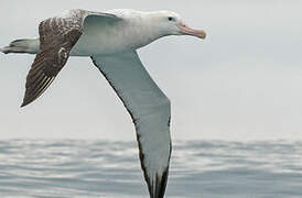 Albatros des Antipodes