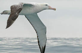 Antipodean Albatross