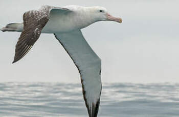Albatros des Antipodes