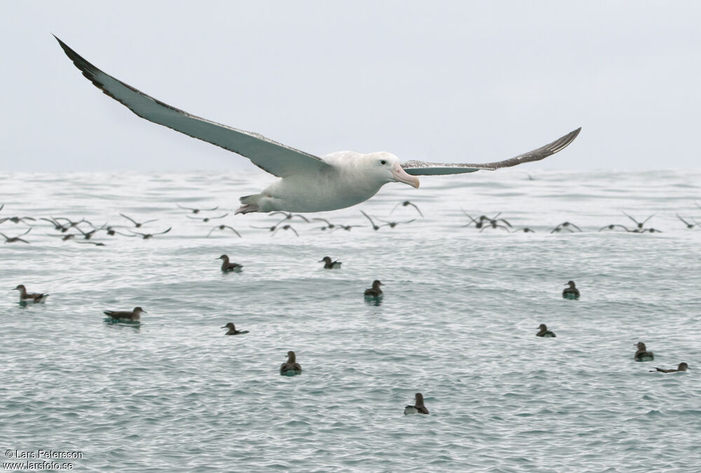 Antipodean Albatross