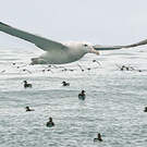 Albatros des Antipodes