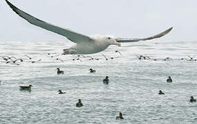 Antipodean Albatross