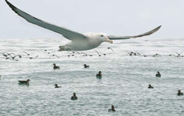 Albatros des Antipodes