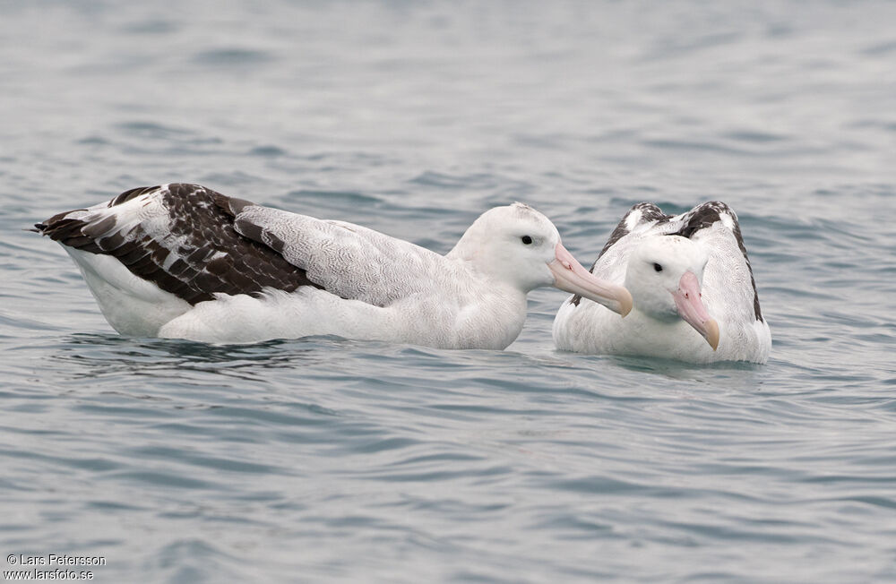 Antipodean Albatross