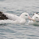 Albatros des Antipodes