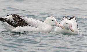 Albatros des Antipodes