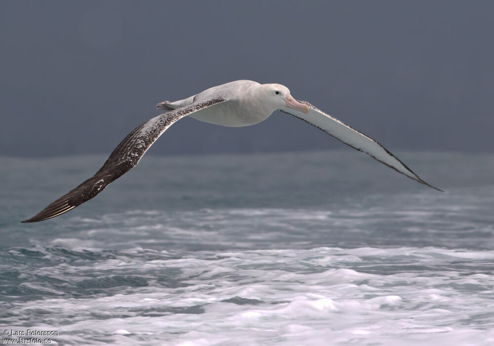 Albatros des Antipodes