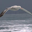 Albatros des Antipodes