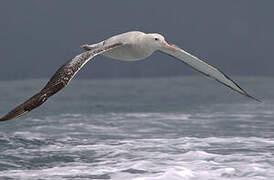 Antipodean Albatross