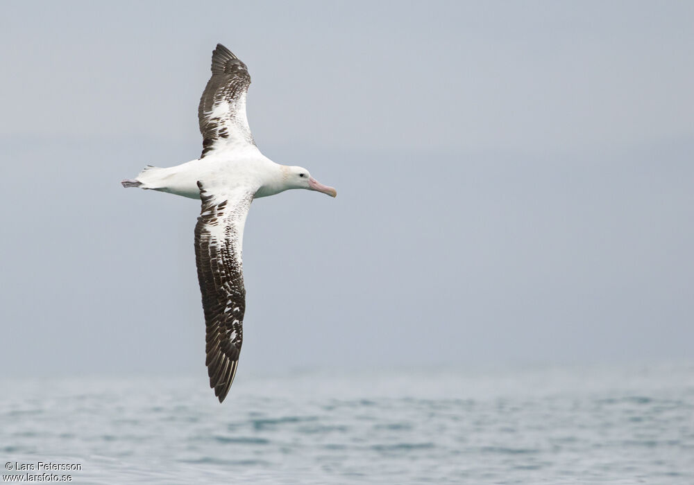 Albatros des Antipodes