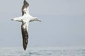 Albatros des Antipodes