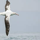 Albatros des Antipodes