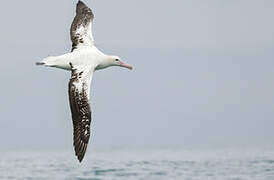 Albatros des Antipodes