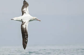 Albatros des Antipodes