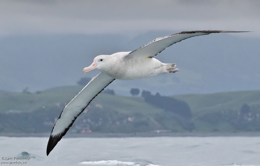 Albatros des Antipodes