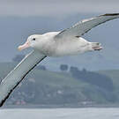 Albatros des Antipodes
