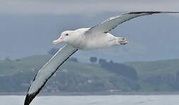 Albatros des Antipodes