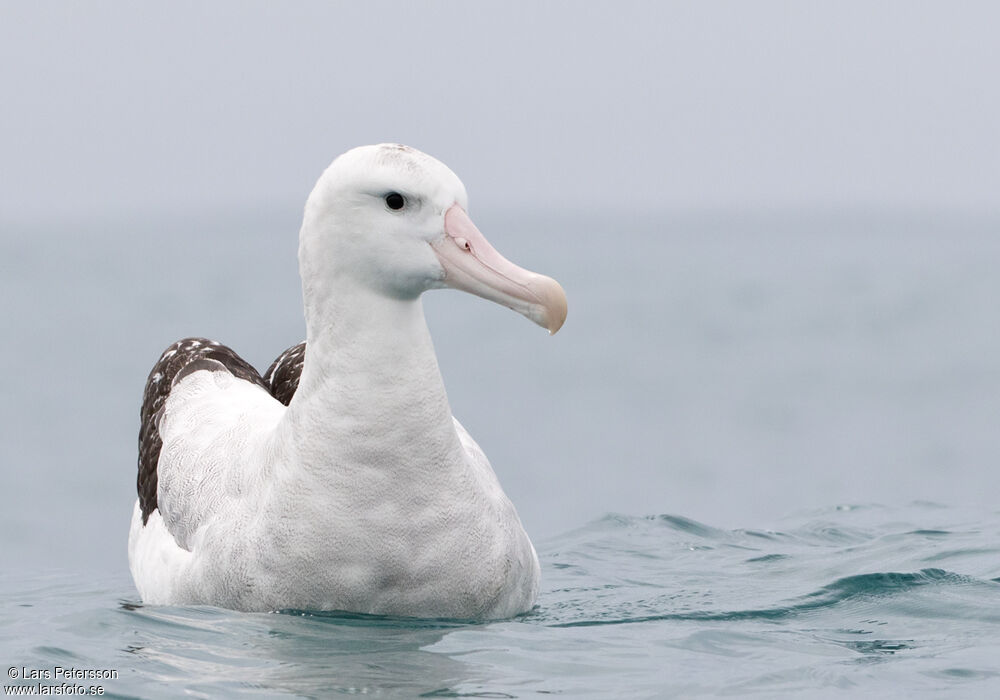 Antipodean Albatross