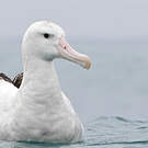 Albatros des Antipodes