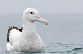 Albatros des Antipodes