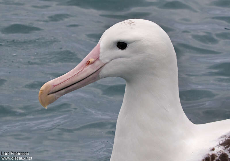 Northern Royal Albatrossadult, close-up portrait