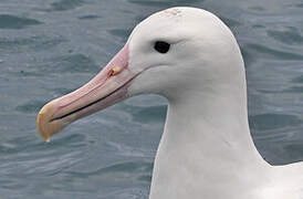 Northern Royal Albatross