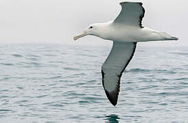 Northern Royal Albatross