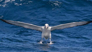 Southern Royal Albatross