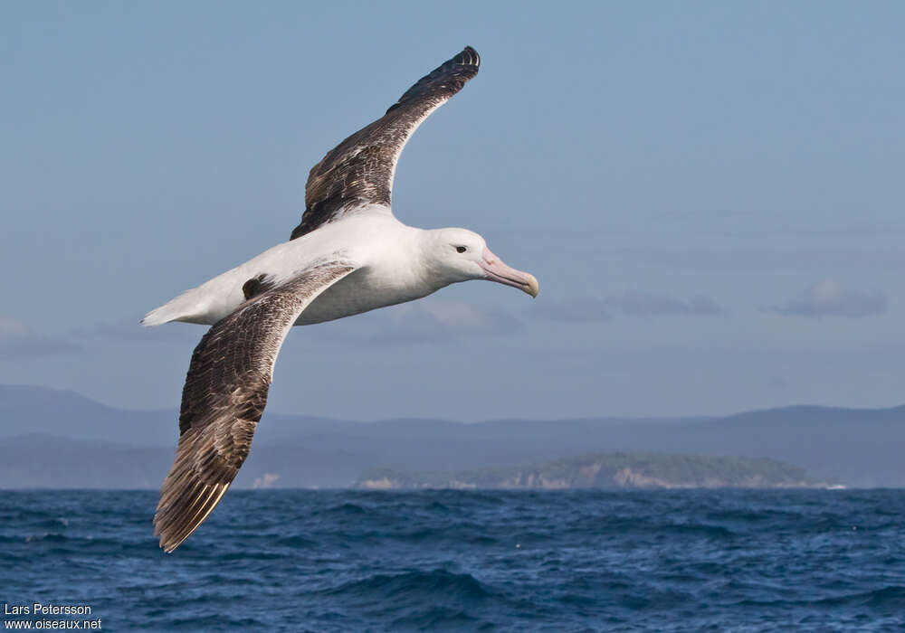 Albatros royalsubadulte, identification