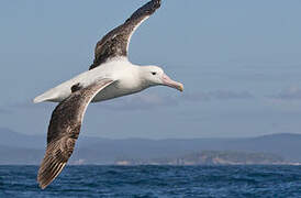 Southern Royal Albatross