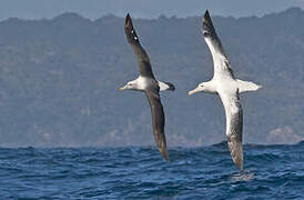 Southern Royal Albatross