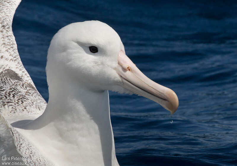 Southern Royal Albatrossadult, close-up portrait