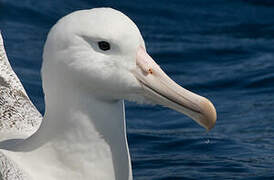 Southern Royal Albatross