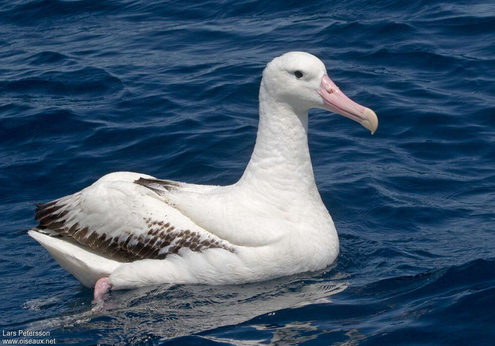 Albatros royaladulte, identification