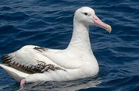 Southern Royal Albatross