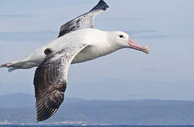 Southern Royal Albatross