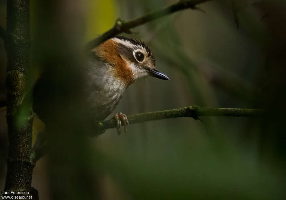 Rufous-throated Fulvetta