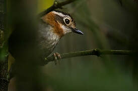 Rufous-throated Fulvetta